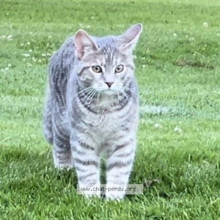 Foto 1/1 Capucine Chat perdido en Mollie margot