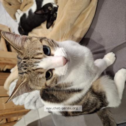 Foto 1/1 Végéta Chat perdido en Tesson