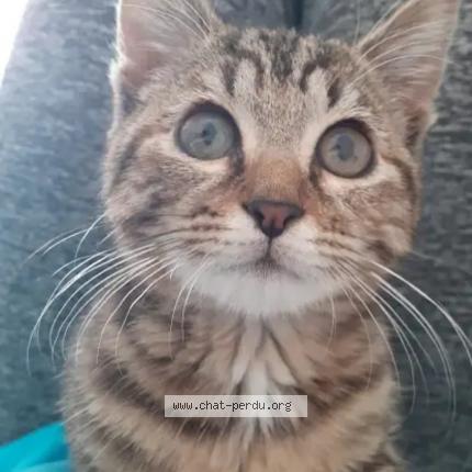 Foto 1/1 Athèna Chat perdido en Glageon