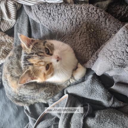 Foto 1/1 Rounie Chat perdido en Lalizolle