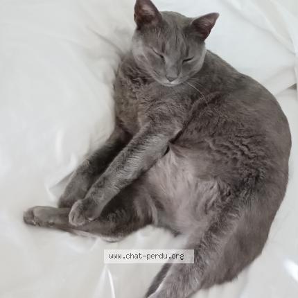 Foto 1/1 Orion Chat perdido en Libourne