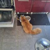 Foto del gato perdido en Castelnau De Medoc