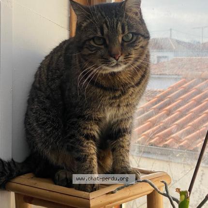 Foto 1/1 Thimothé Chat perdido en St hilaire de riez