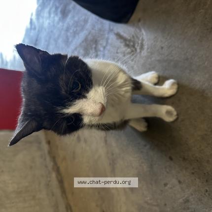 Foto 1/1 Gato encontrado Encontrado en Bulle