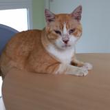 Foto del gato perdido en Blaye