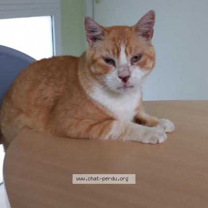 Foto 1/1 rocky Chat perdido en Blaye