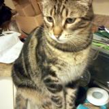 Foto del gato perdido en Saint Simon De Pellouaille