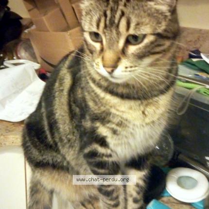 Foto 1/1 LILIE Chat perdido en Saint simon de pellouaille