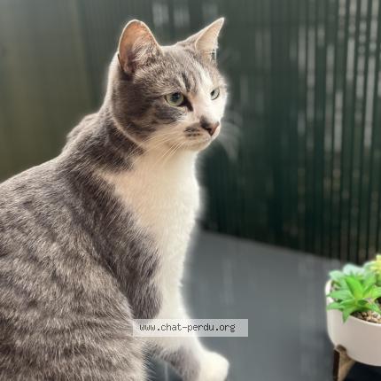 Foto 1/3 Milou Chat perdido en Geneuille