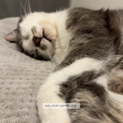 Foto 2/3 Milou Chat perdido en Geneuille