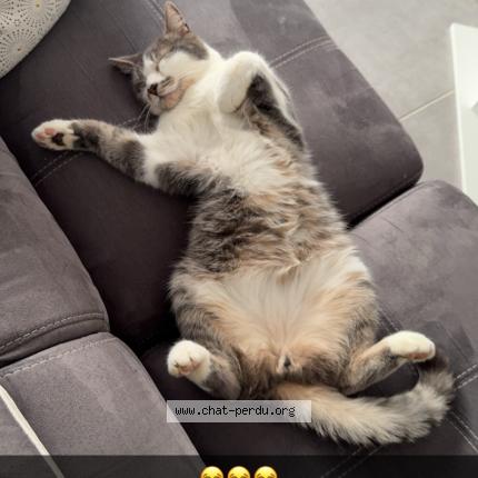 Foto 3/3 Milou Chat perdido en Geneuille