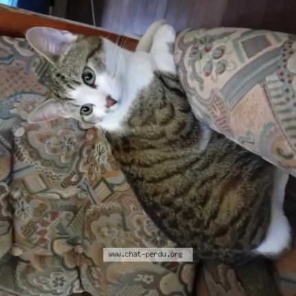 Foto 1/1 Maloo Chat perdido en Bourges