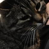 Foto del gato perdido en Molsheim