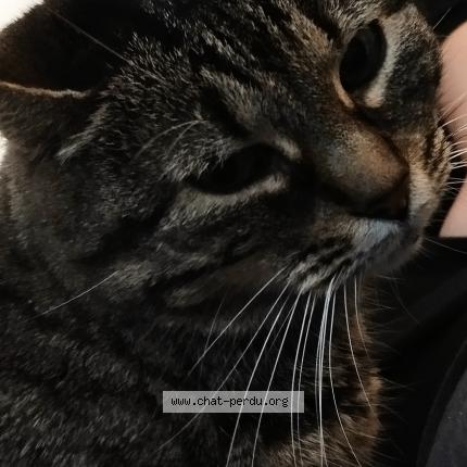 Foto 1/1 Minette Chat perdido en Molsheim