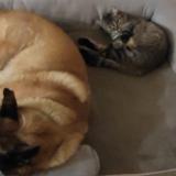 Foto del gato perdido en Neuvillette En Charnie