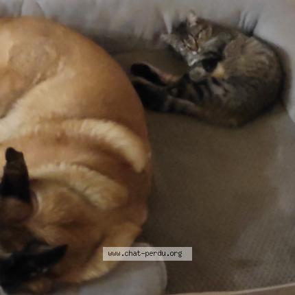 Foto 1/1 Erza Chat perdido en Neuvillette en charnie