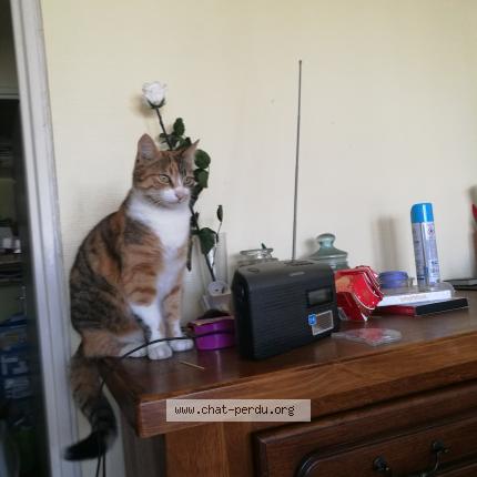 Foto 1/1 Tricoline Chat perdido en La chapelle sur erdre