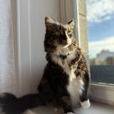 Foto del gato perdido en Sens De Bretagne