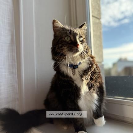 Foto 1/1 Papouille Chat perdido en Sens de bretagne