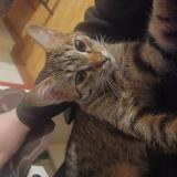 Foto del gato perdido en Thionville