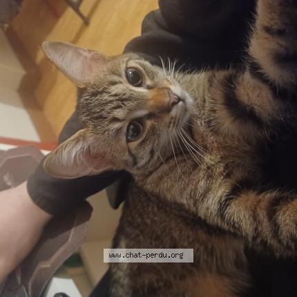 Foto 1/1 Jinx Chat perdido en Thionville