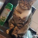 Foto del gato perdido en Faches Thumesnil