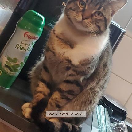 Foto 1/1 Wally Chat perdido en Faches thumesnil
