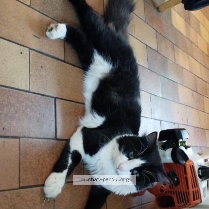 Foto 1/1 Prince Chat perdido en Anteuil