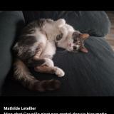 Foto del gato perdido en Villers Sous Foucarmont