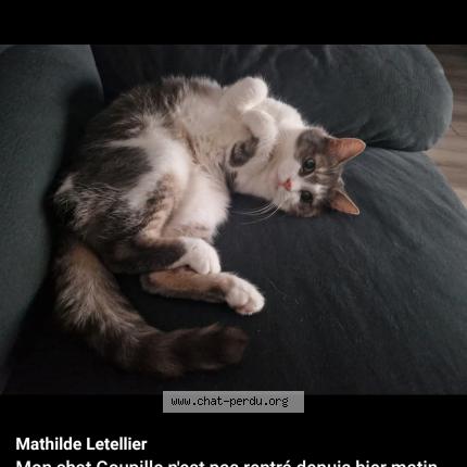 Foto 1/1 Goupille Chat perdido en Villers sous foucarmont