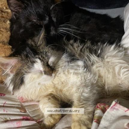 Foto 1/1 Poilu Chat perdido en Forges les eaux