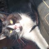 Foto del gato perdido en Saints Geosmmes