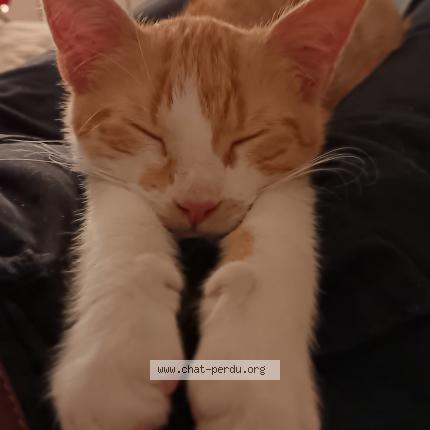 Foto 1/1 Luffy Chat perdido en Reze