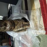 Foto del gato perdido en Feucherolles