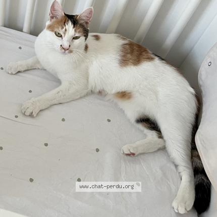 Foto 1/1 Maïdo Chat perdido en Toulon