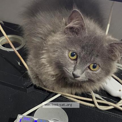 Foto 1/1 Qiqi Chat perdido en Olongapo city