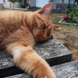 Foto del gato perdido en Montreuil Sur Loir