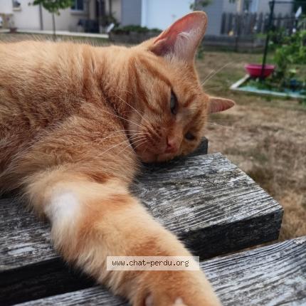 Foto 1/1 Mimi Chat perdido en Montreuil sur loir