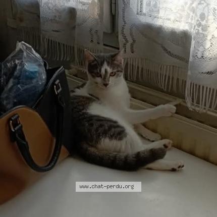 Foto 1/1 Nala Chat perdido en Lyon