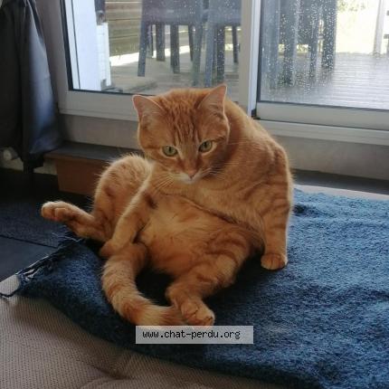 Foto 1/1 WIZMI Chat perdido en Quimper