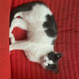 Foto del gato perdido en Rennes