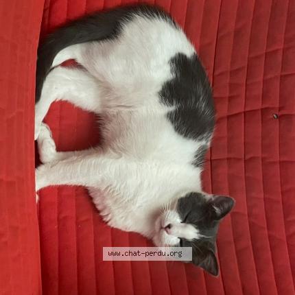 Foto 1/1 Umka Chat perdido en Rennes