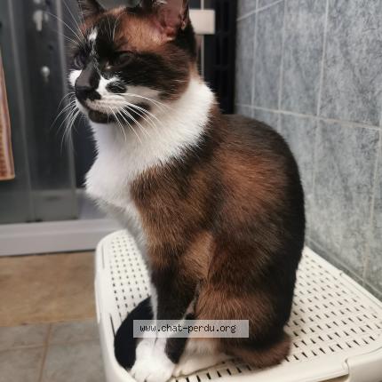 Foto 1/1 BISOU Chat perdido en Les mureaux