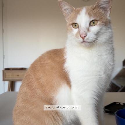 Foto 1/1 Tina Chat perdido en Poitiers