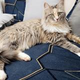 Foto del gato perdido en Puiseux En Bray