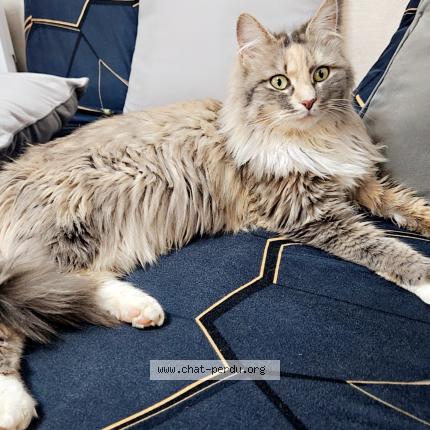 Foto 1/1 Topaze Chat perdido en Puiseux en bray