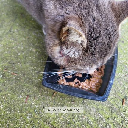 Foto 1/1 Gato encontrado Encontrado en Dampmart