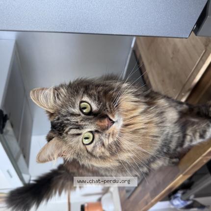 Foto 1/1 Poupette Chat perdido en La montagne saint denis