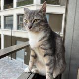 Foto del gato perdido en Paris