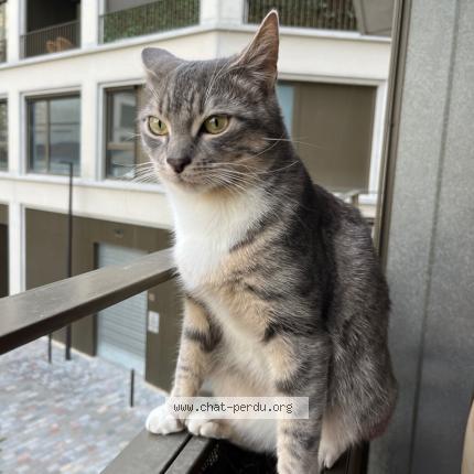 Foto 1/1 Ryuk Chat perdido en Paris